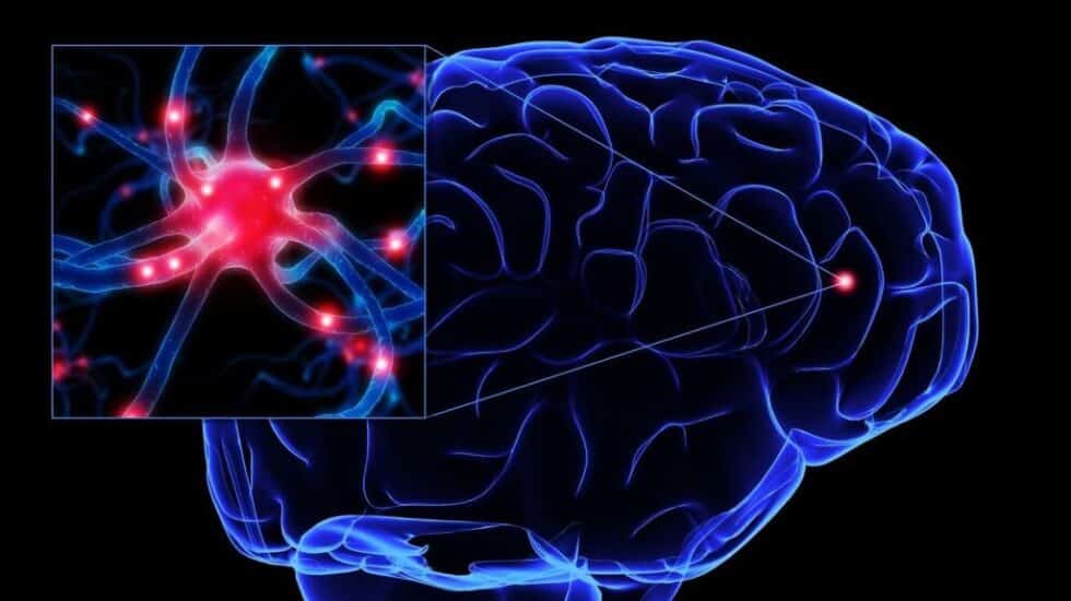 Un Nuevo Estudio Gen Tico Del Cerebro Permite Entender C Mo Se Organiza