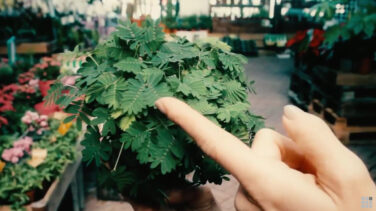 La planta más tímida del mundo