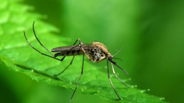El mosquito tigre veranea en segundas residencias y piscinas hinchables
