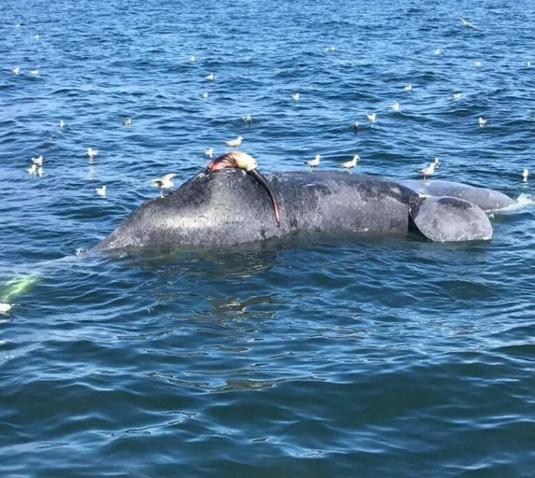 Matanza de ballenas en las costas de Canadá