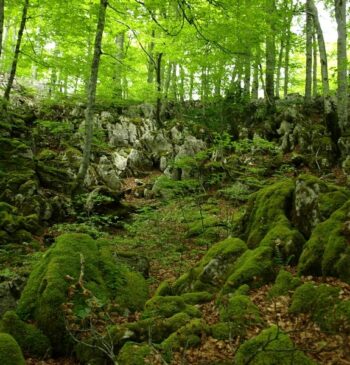 Baños de bosque: así nos beneficia un paseo por la naturaleza ​