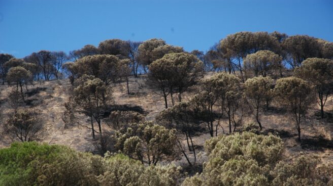 Así está Doñana un mes después del incendio de Moguer