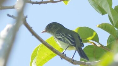 Del pájaro de Obama a la rana de James Cameron, 381 nuevas especies de Amazonia