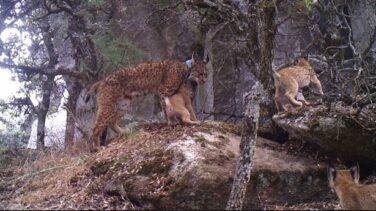 Localizan en los Montes de Toledo una camada de linces de una hembra liberada en Extremadura