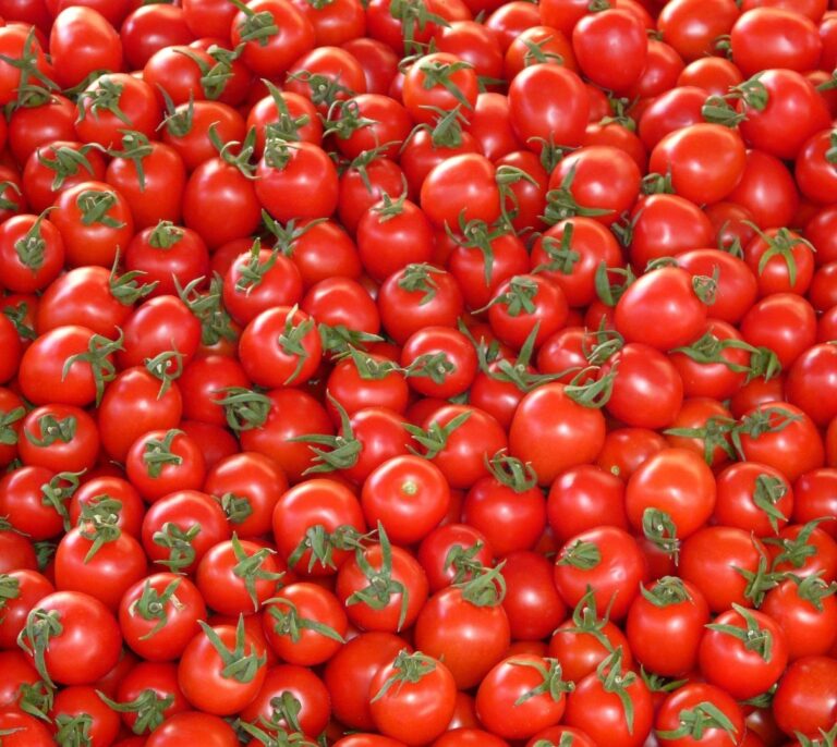 Marruecos lleva la presión política con España al campo y exporta un 30% más de tomates a Europa