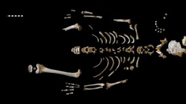 El CSIC reconstruye el crecimiento de los neandertales a partir de un niño de El Sidrón