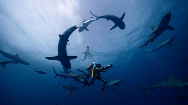 De Cousteau a Cousteau