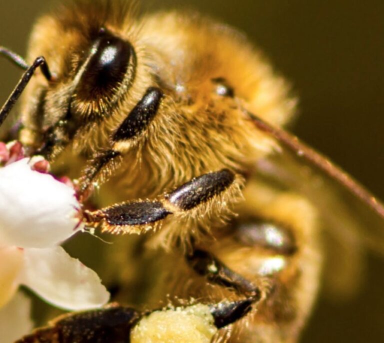 Descubierto el mecanismo neuronal del baile de las abejas