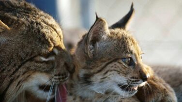 Autopistas naturales para preservar la vida salvaje