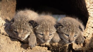 Luces y sombras en la recuperación del lince ibérico