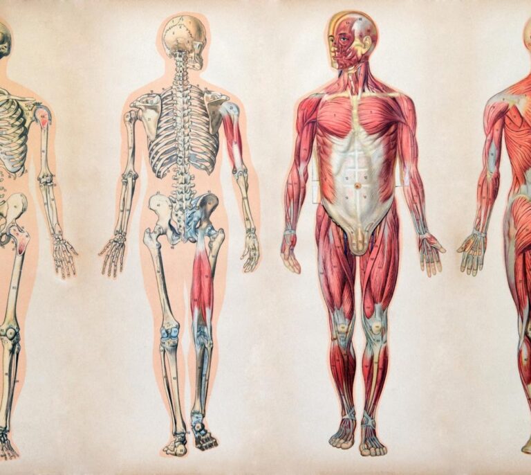 ¿Serías capaz de situar los órganos de tu cuerpo? La mayoría, no