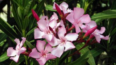 ¿Mataron unas flores a los franceses durante la Guerra de la Independencia?