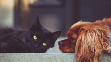 Los perros son más listos que los gatos: tienen más neuronas