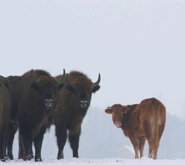 La vaca que se escapó y se fue a vivir con bisontes salvajes