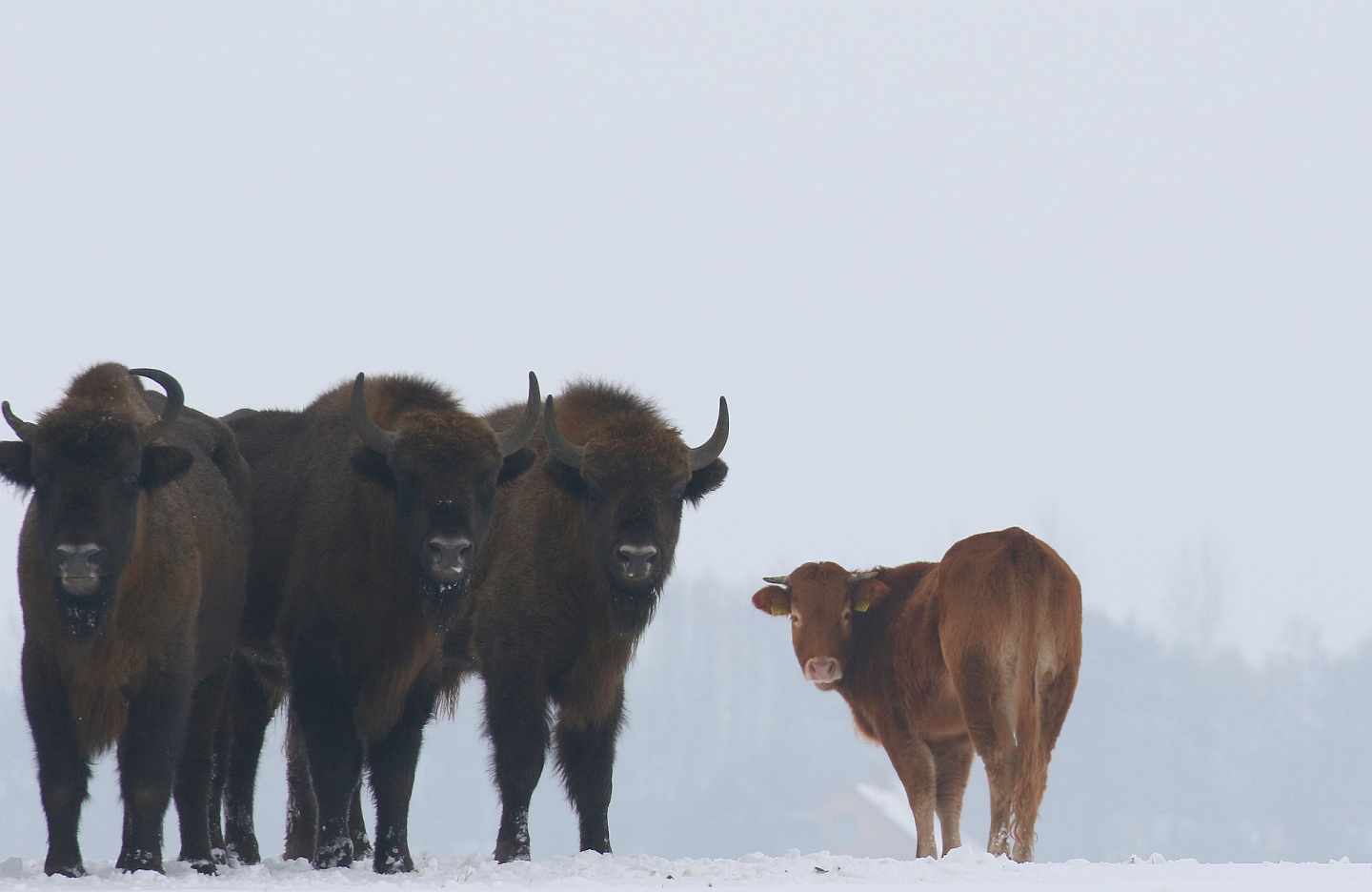 La vaca que se escapó y se fue a vivir con bisontes salvajes