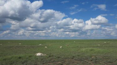 ¿Acabó el cambio climático con 200.000 saigas?