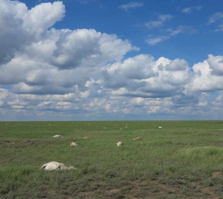 ¿Acabó el cambio climático con 200.000 saigas?