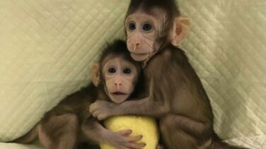 Así son los primeros monos clonados con la técnica de Dolly