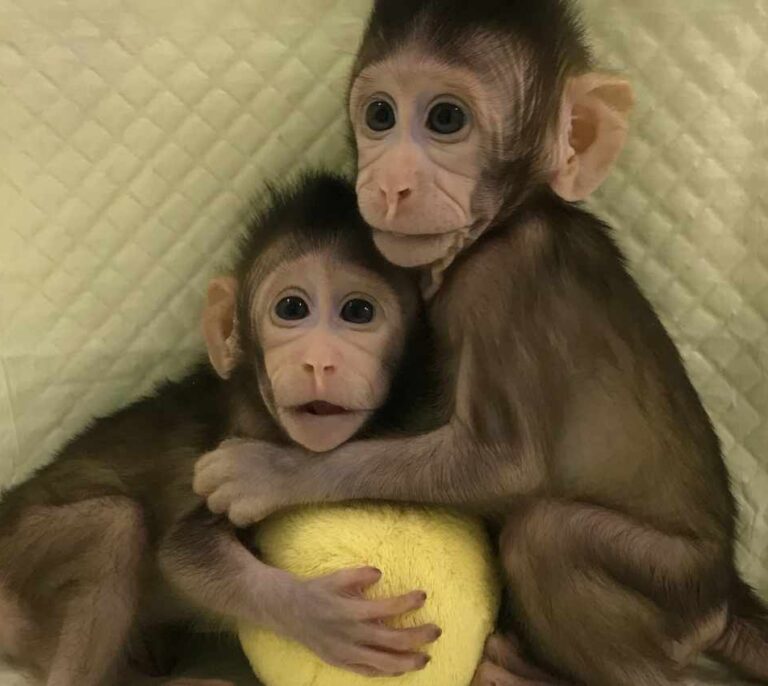 Así son los primeros monos clonados con la técnica de Dolly