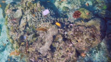 Un tercio del coral del Pacífico está contaminado de plástico