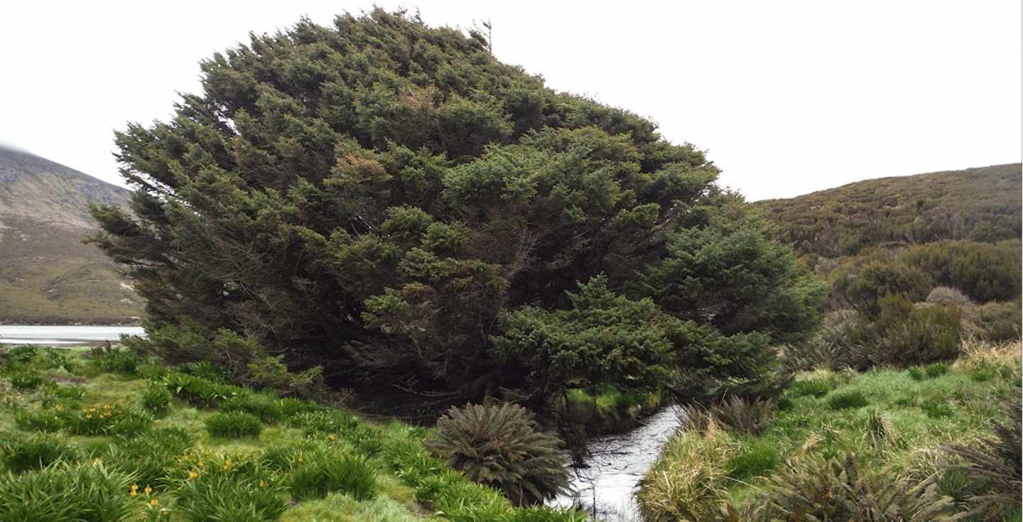 El árbol más solitario del mundo, en la isla de Campbell
