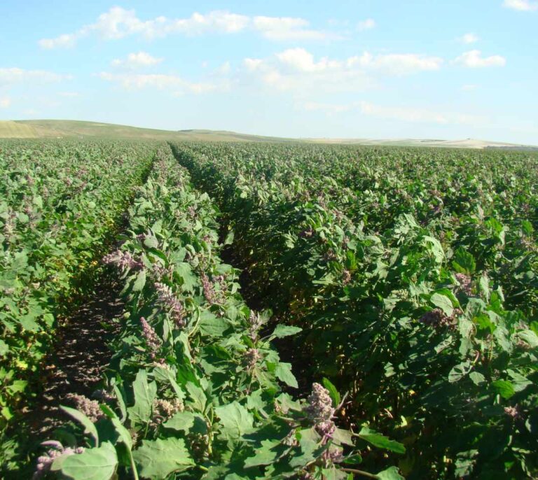 La quinoa, la semilla que puede alimentar al mundo