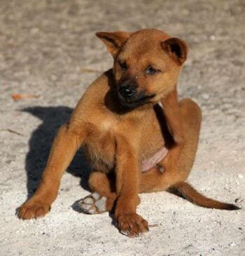 Del perro al lince: las mascotas propagan las pulgas por el mundo