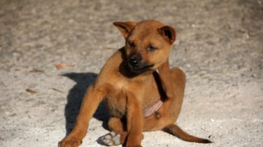 Del perro al lince: las mascotas propagan las pulgas por el mundo