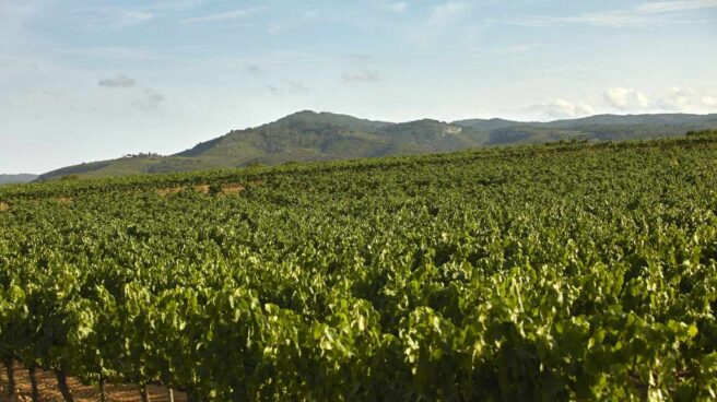 Un informe denuncia las ayudas al vino de la UE por ineficientes y nocivas para la salud