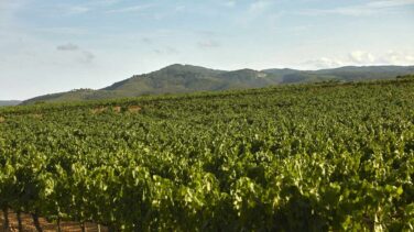 Un informe denuncia las ayudas al vino de la UE por ineficientes y nocivas para la salud