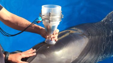Vuelve con más fuerza el letal virus que acaba con los delfines mediterráneos