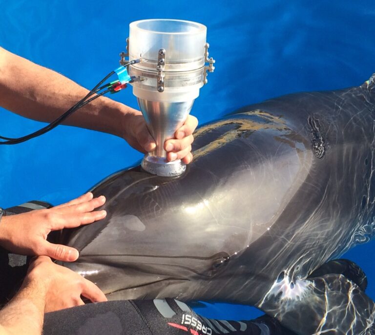 Vuelve con más fuerza el letal virus que acaba con los delfines mediterráneos