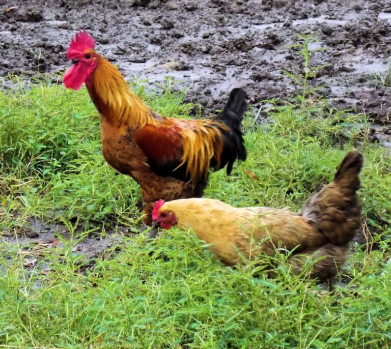 “Todos deberíamos tener una gallina en casa”