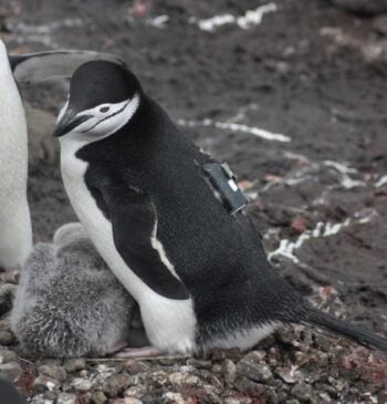 Adopta un pingüino