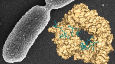 Avance del CSIC contra una de las bacterias que más infecciones causa en los hospitales