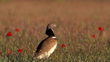 Una de cada ocho especies de aves del mundo está en riesgo de extinción