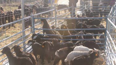 Un feroz ataque de lobos en Zamora deja una treintena de ovejas muertas