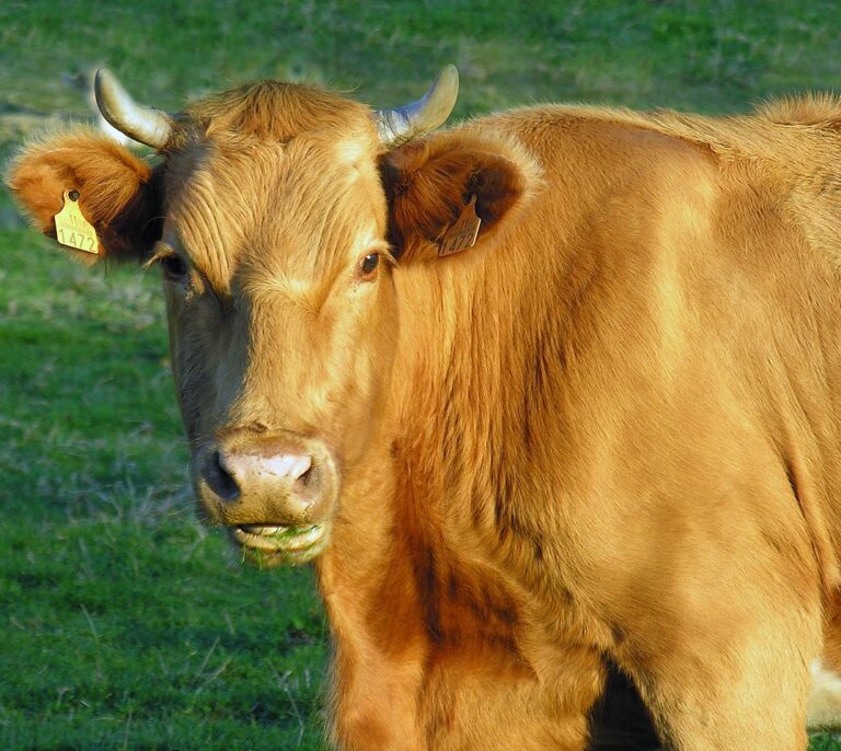 Hay una leche que no te sienta mal: el secreto está en los genes de la vaca