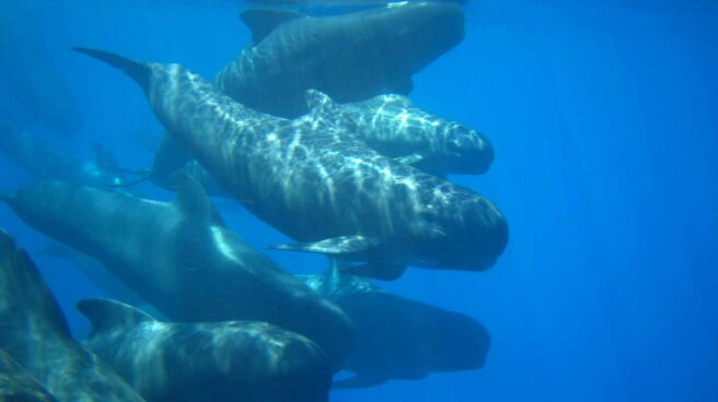 El corredor de cetáceos del Mediterráneo declarado Área Marina Protegida