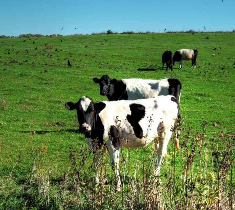 La nueva competición de la industria láctea: mejorar el bienestar animal
