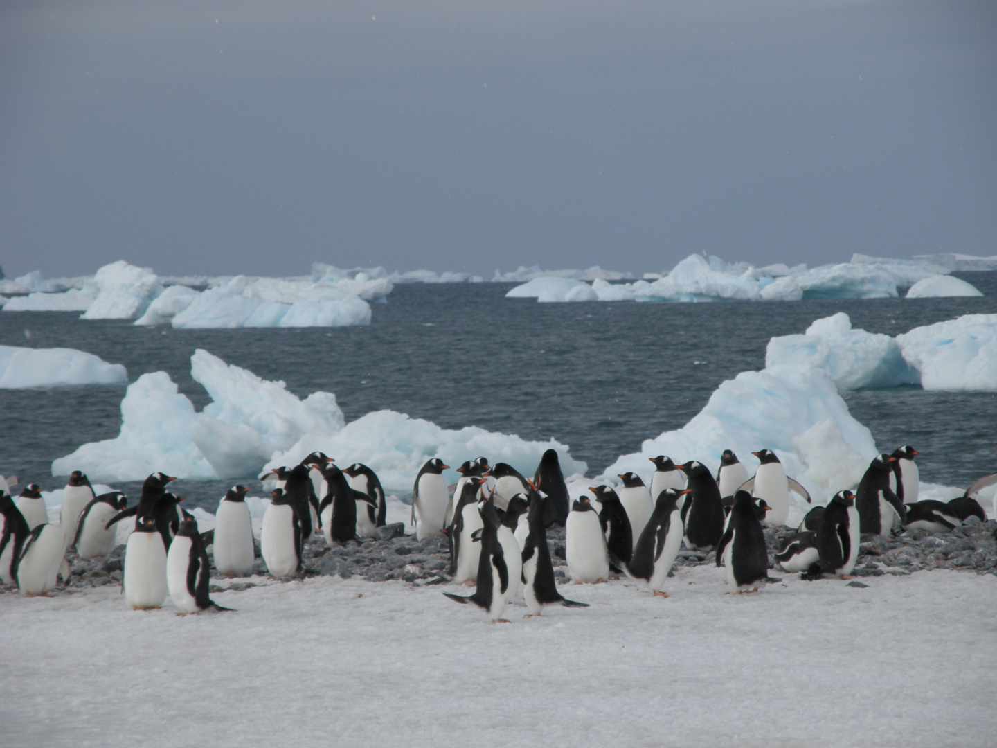 Pingüinos En La Antártida Testigos De Excepción Del Cambio Global 4016