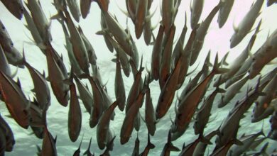 Decenas de peces aparecen muertos en una playa de Murcia por la falta de oxígeno