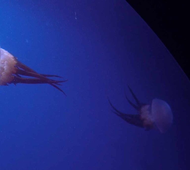 Cinco mitos y una sorprendente verdad sobre las medusas