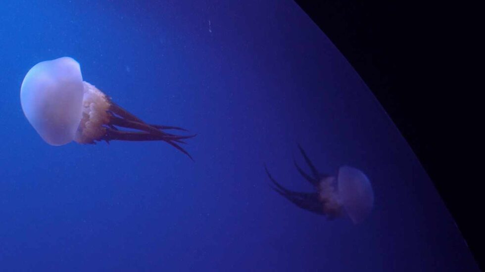 Medusas en el Oceanogràfic