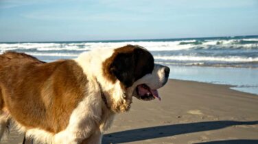 Aquí no se bañan los perros ingleses