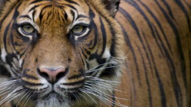 Un tigre en el zoológico del Bronx de Nueva York da positivo por coronavirus