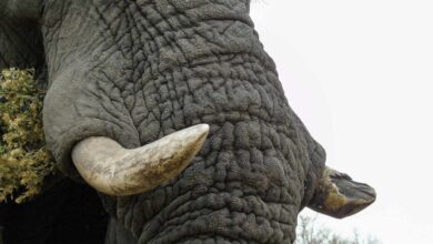 Un turista español muere aplastado por un elefante en Sudáfrica