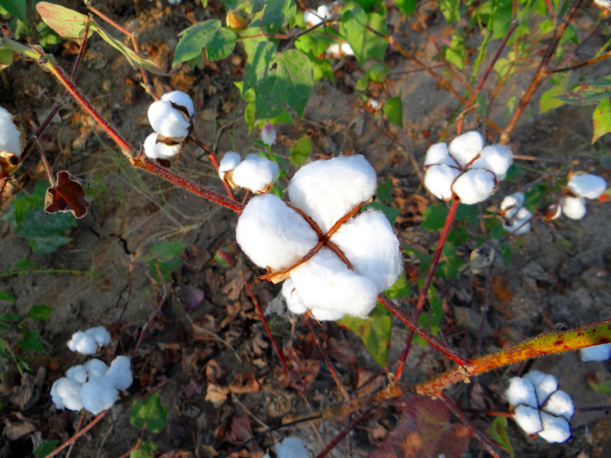  Vaselina de algodón árbol : Industrial y Científico