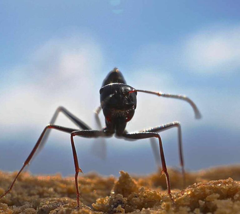 El asombroso olfato de la hormiga del desierto