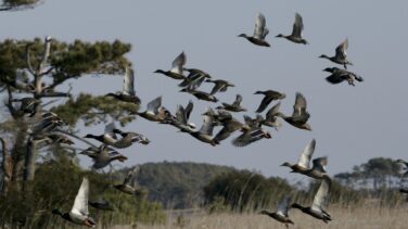 El devastador efecto medioambiental de la caza con munición de plomo